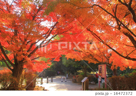 源氏物語ミュージアム 京都 宇治市 近くの紅葉の写真素材