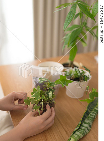 観葉植物 観葉植物 16472517