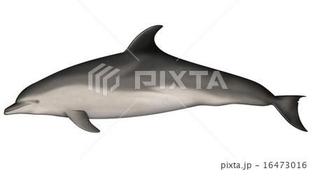 ブルナンイルカ 16473016