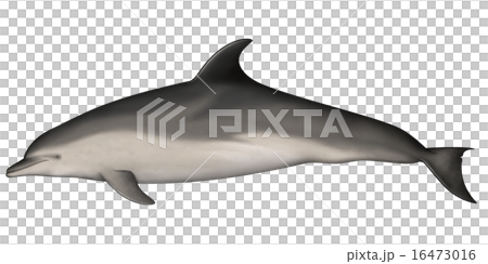 Bournand海豚 16473016