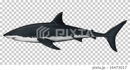 ホホジロザメ 16473017