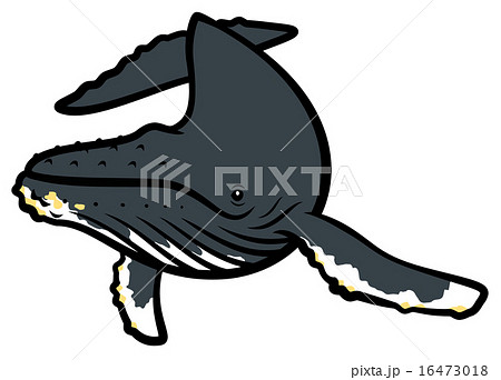 ザトウクジラ ザトウクジラ 16473018