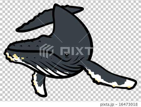 Humpback whale 16473018