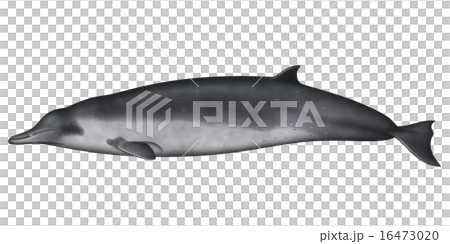 Bahamond auspicious whale 16473020