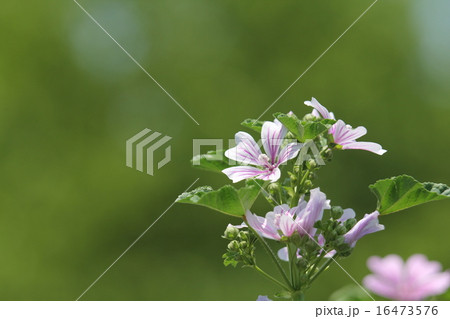 ウスベニアオイ 16473576