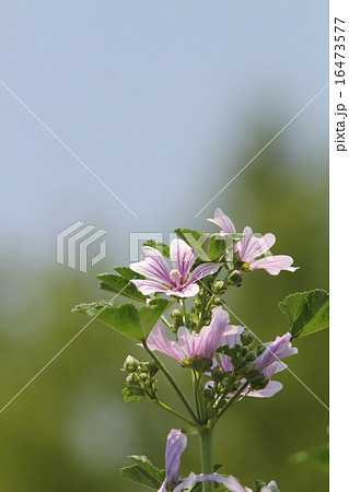 ウスベニアオイ 16473577