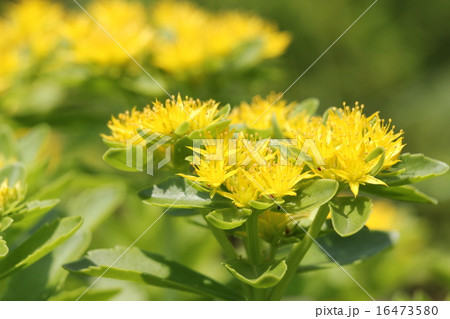 キリンソウ 16473580