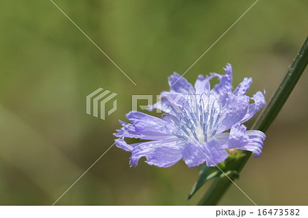 チコリの花 16473582