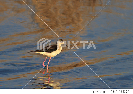 black winged stilt 16473834