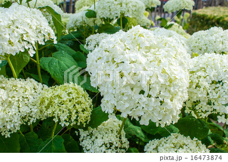 Hydrangea arborescens Annabelle summer flowers Hydrangea arborescens Annabelle summer flowers 16473874