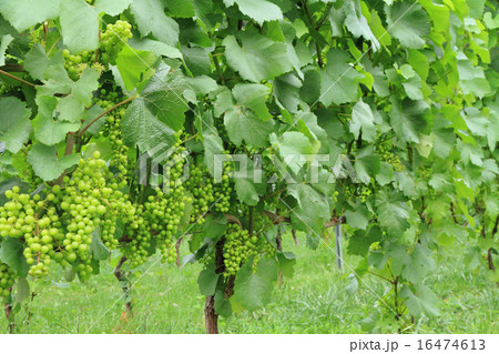 シャルドネの若い実 16474613