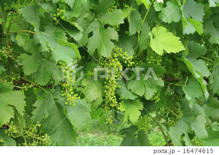 メルローの若い実 メルローの若い実 16474615