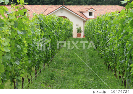 ワイナリーのブドウ畑 16474724