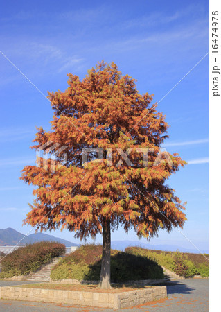 紅葉ラクウショウ 紅葉ラクウショウ 16474978