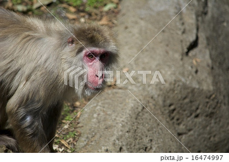 サル 16474997