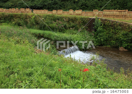 栃木県簑沢の田んぼ 16475003