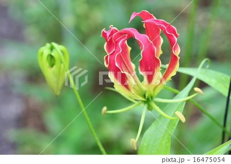 グロリオーサの花とつぼみ 16475054