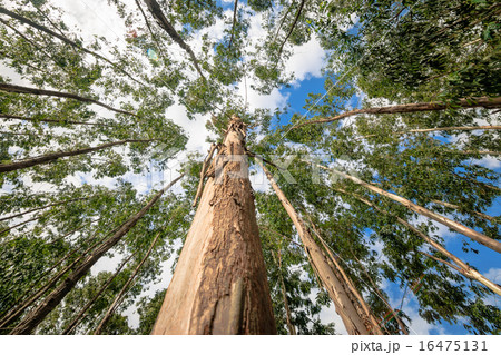 Eucalyptus tree against sky 16475131
