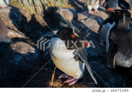 イワトビペンギン3 16475284