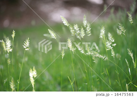 カゼクサ カゼクサ 16475563
