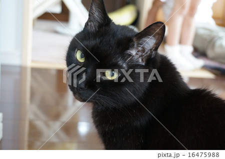 黒猫 黒猫 16475988