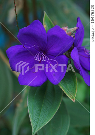 紫紺野牡丹 シコンノボタンと申します。 紫紺野牡丹 シコンノボタンと申します。 16476229