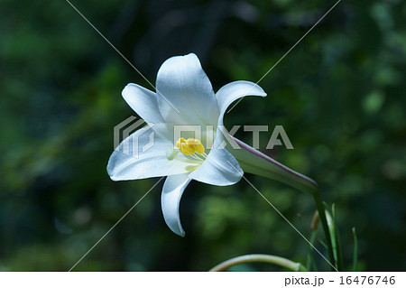 高砂百合 タカサゴユリと申します。 高砂百合 タカサゴユリと申します。 16476746