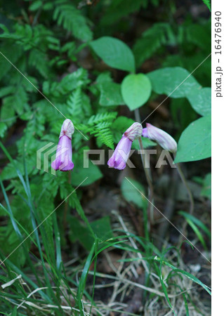 南蛮煙管　ナンバンギセルと申します。 16476940