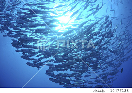 魚の群れ 16477188