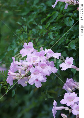 ピンク凌霄花　ノウゼンカズラと申します。 16477638