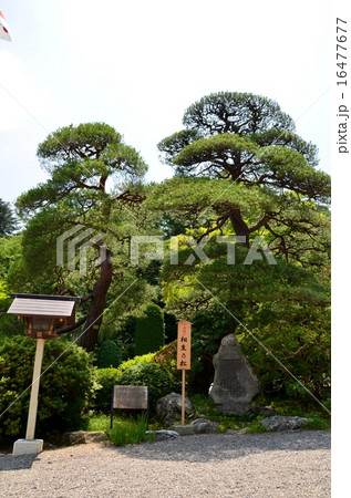 寳登山神社相生乃松 寳登山神社相生乃松 16477677