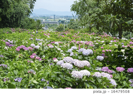 あじさい寺千光寺 あじさい寺千光寺 16479508