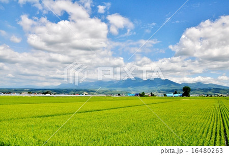 rice field, mountain and blue sky rice field, mountain and blue sky 16480263