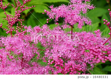 華やかな京鹿の子 16480331