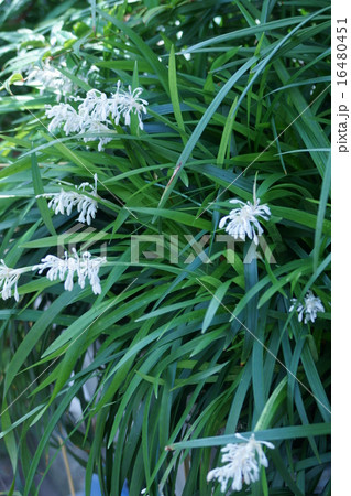 熨斗蘭 ノシランと申します。 熨斗蘭 ノシランと申します。 16480451