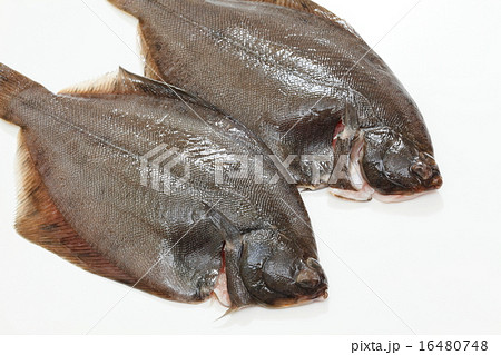 カレイ カレイ 16480748