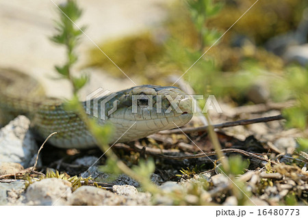 アオダイショウ 16480773