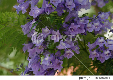 熱海　ジャカランダの花 16480864