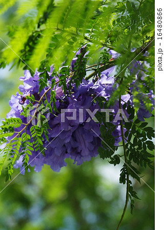 熱海 ジャカランダの花 熱海 ジャカランダの花 16480866