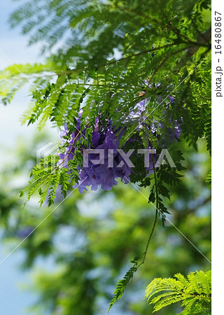 熱海　ジャカランダの花 16480867