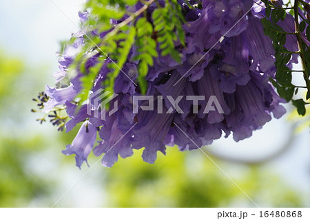 熱海　ジャカランダの花 16480868