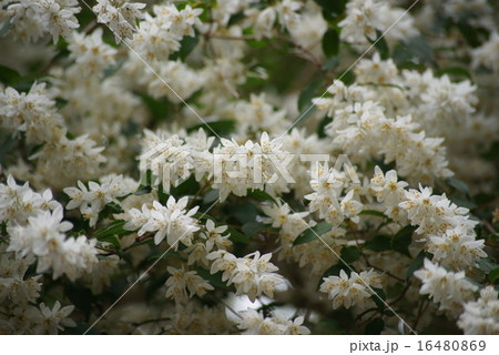 卯の花 卯の花 16480869