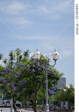 熱海市街地にジャカランダの花 16480885