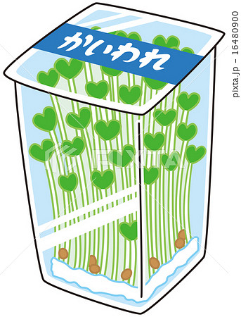 かいわれ大根のイラスト素材