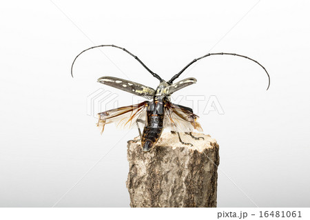 シロスジカミキリ シロスジカミキリ 16481061