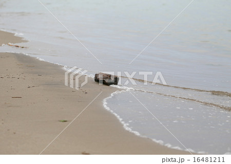波打ち際の流木 16481211