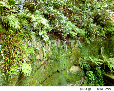 等々力渓谷　不動の滝 16481299