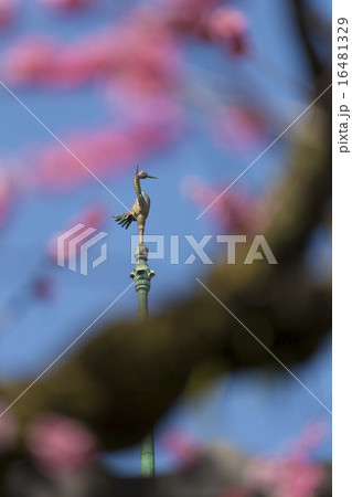 銅閣寺の鳳凰と梅の花 16481329