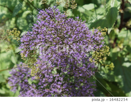 ユウギリソウ 紫花 ユウギリソウ 紫花 16482254