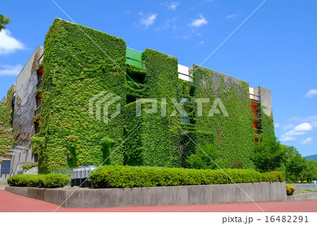 蔦に覆われた建物 16482291